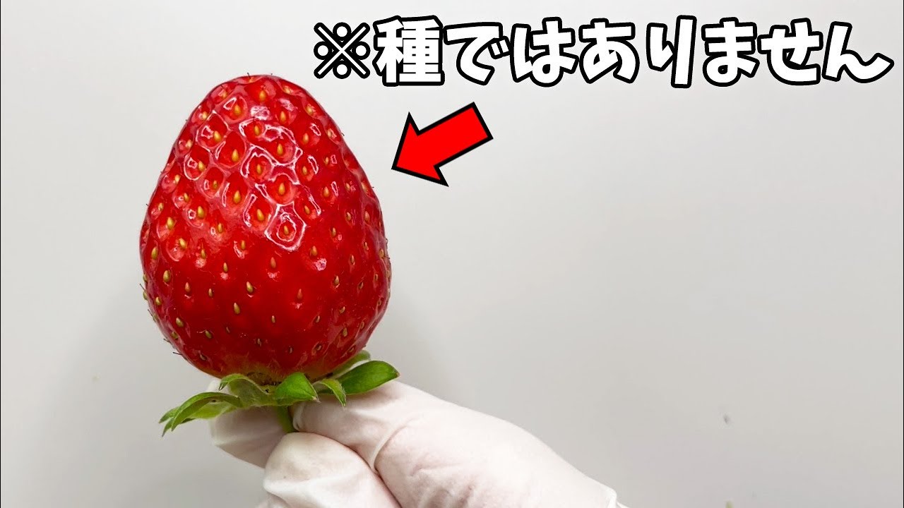 The things on the surface of a strawberry are not seeds [Anatomy