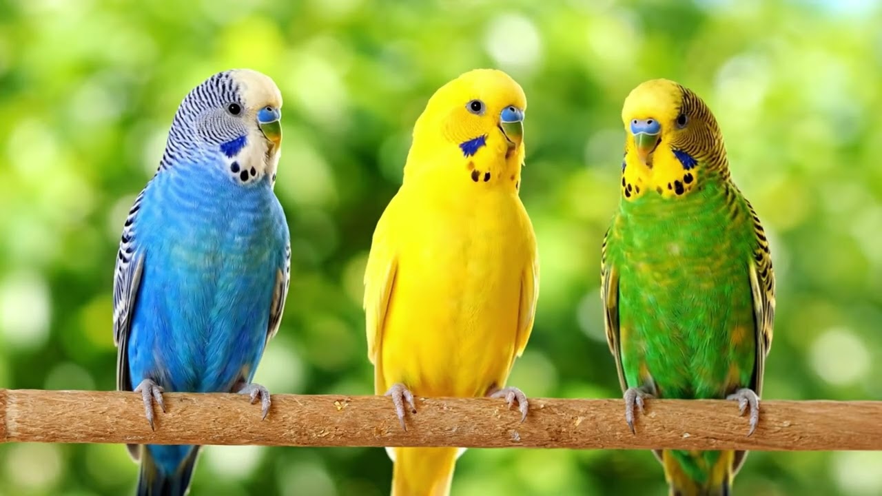 Piano Dreams & Bird Melodies: Ultimate Relaxation for Sleep