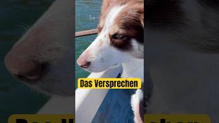 Ich werde der größte Dogfluencer ever! #bordercollie #doglife #disability #hund #dogshorts #puppy