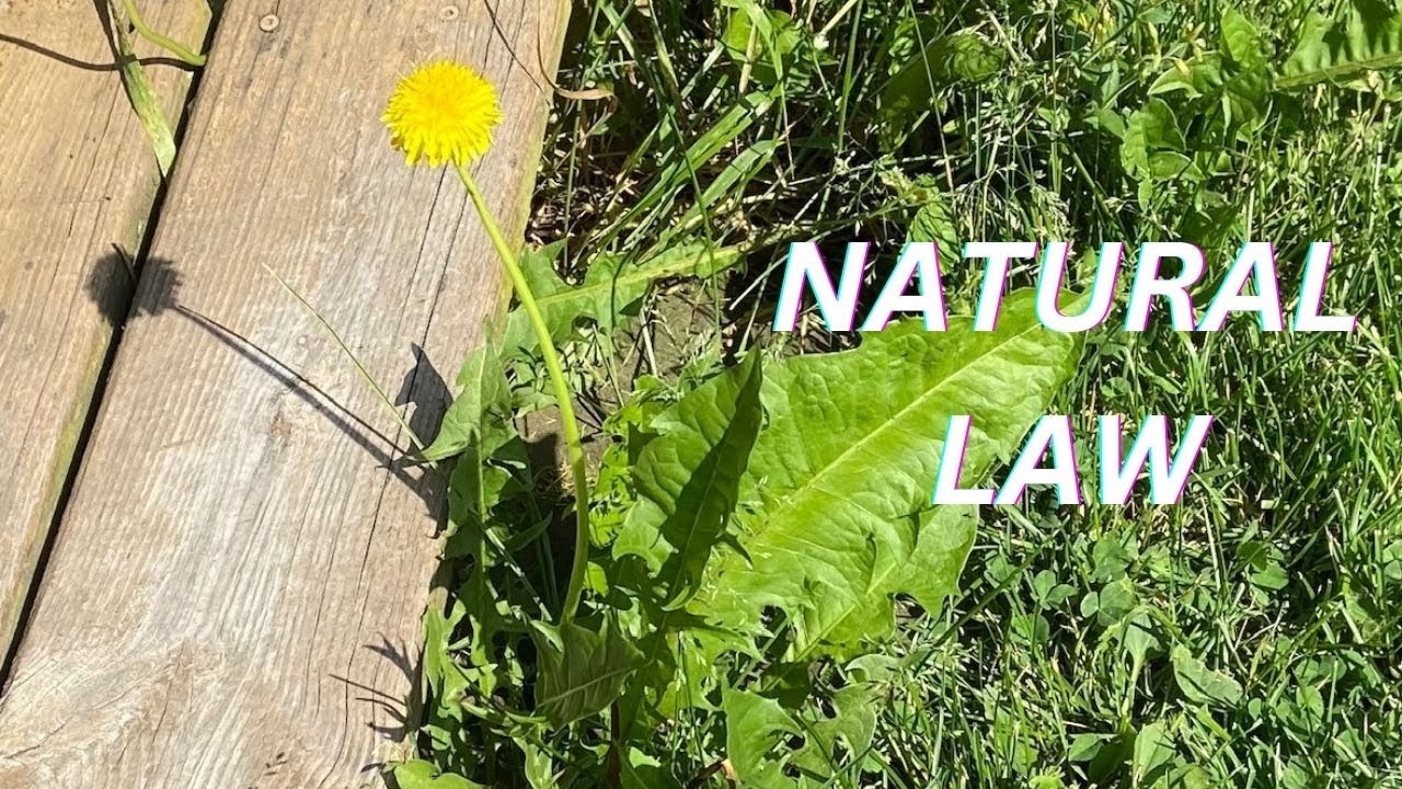 Law Of Cause And Effect Law Of Karma Pick A Number YouTube law-of-cause-and-effect-law-of-karma-pick-a-number-youtube