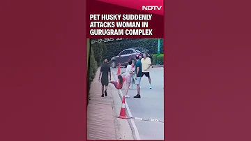 On Camera Pet Husky S Sudden Attack On Woman At Posh Gurugram Complex 