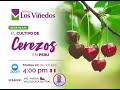 Webinar "El Cultivo de Cerezos en el Perú"