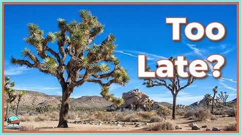 Could Joshua Trees Go Extinct?