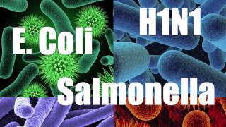 Synbiont Kennel Wash