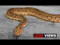 Viper Snake in Sri lanka - ලන්කවෙ ඉන්න තිත් පොලගා