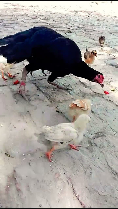 Wow Cutie mama hen chicks video || Cutie chicken || Adorable beautiful hen  #shorts #animal  #birds