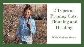 Two Types of Pruning Cuts: Thinning and Heading