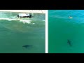 Boat Runs Aground & Great White Sharks Appear: I Interview a Surfer After an Encounter