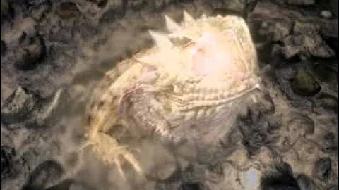 The David Attenborou Life in Cold Blood