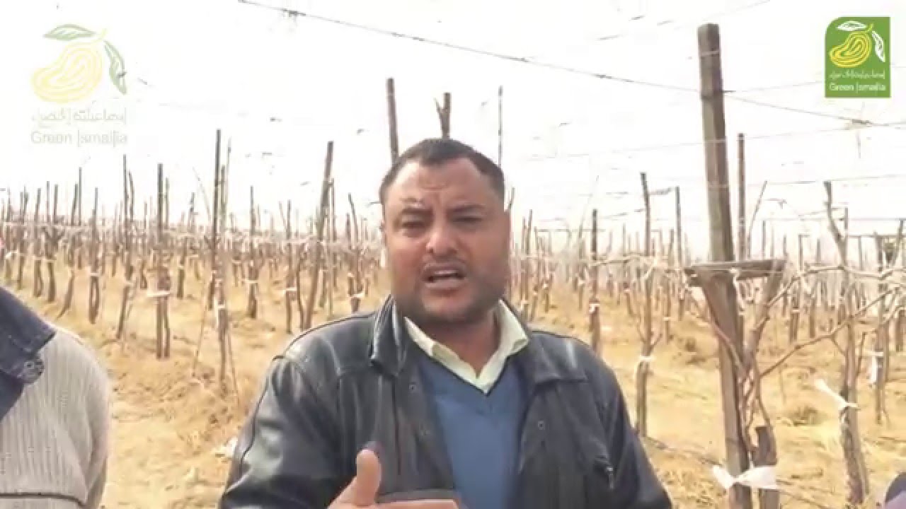 ادارة البلاستك في مزارع العنب