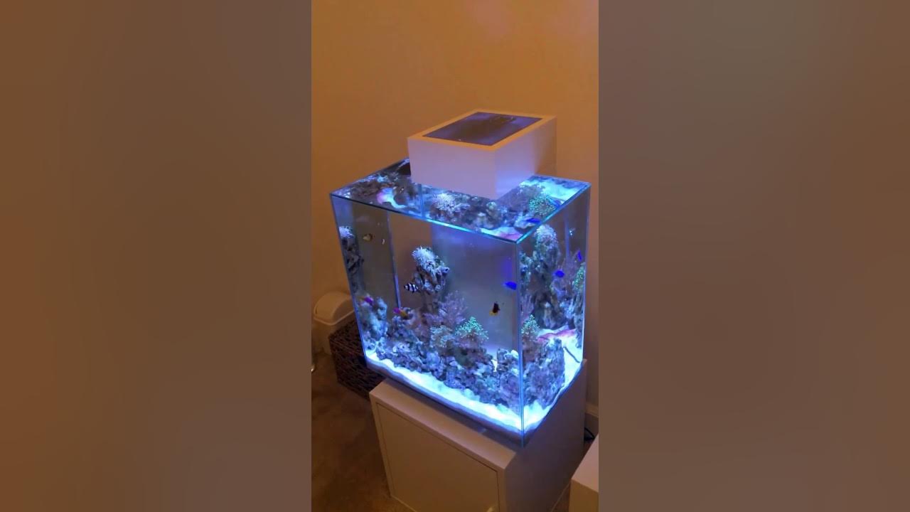 My customized Fluval Edge with overflow, sump and Kessil Tuna A80 YouTube