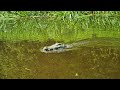 СПЕЦВЫПУСК! ... Крокодил в реке! ... Rc boat Flytec V002