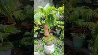 youtube บอนไซมะพร้าว bonsai bonsaikelapa youtubeshorts