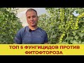 Топ 5 фунгицидов против фитофтороза