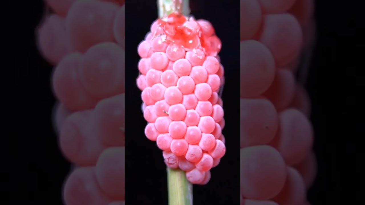 Close up of burning snail eggs 