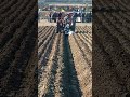 Repr Scotland Massey Ferguson 133 Ransomes At The 2025 European Ploughing Championships Repr Scotland Massey Ferguson 133 Ransomes At The 2025 European Ploughing Championships