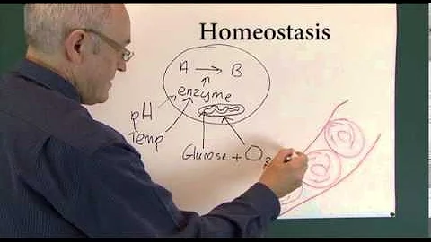 Homeostasis 1, Physiological Principles - DayDayNews