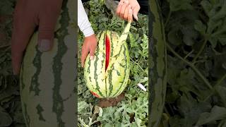 잘 익고 달콤하고 맛있는 수박 / 팜 조이 #like #fruit #farm #asmr #sound