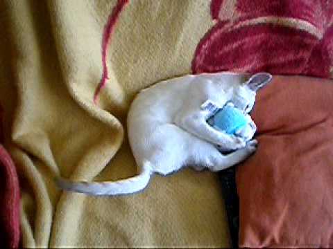 siamese cat Leila Kitten plays with Hello Kitty Si...