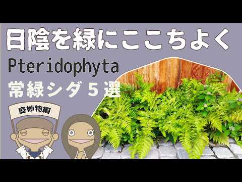 保存版】日陰の野趣を演出する安定植物シダ！ - YouTube