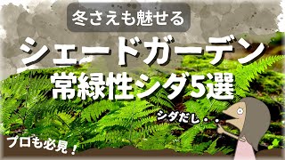 【保存版】日陰の野趣を演出する安定植物シダ！