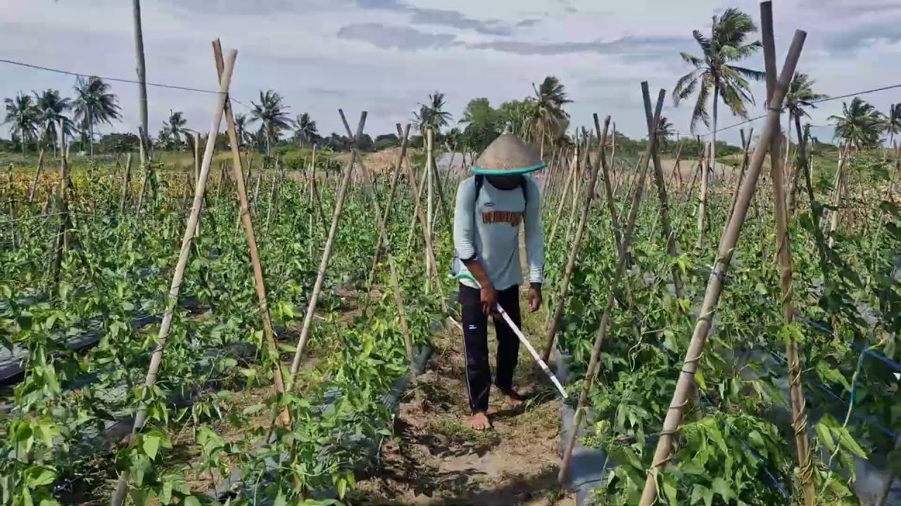 GENIUS FARMING HACK: LIQUID FERTILIZER FOR LONG BEANS LIKE NEVER BEFORE! - Agriculture Farming