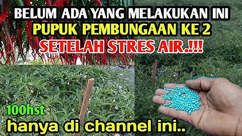 Pupuk Pembungaan Ke Dua CMK 100Hst || Agar Bisa Berbuah Lebat Kembali /pertanian cabe merah keriting
