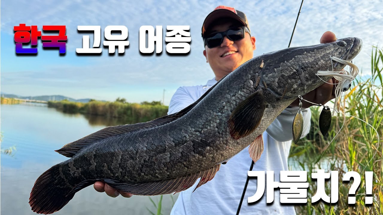 배스낚시 하다 나온 손님 고기 근데 자꾸 나와? 같은 곳에서 가물치 형님 3마리?!! [CHECKMATE ep.15]