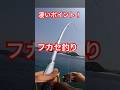 これだけ釣れたら満足！w #沖縄 #釣り #沖縄釣り　#フカセ釣り
