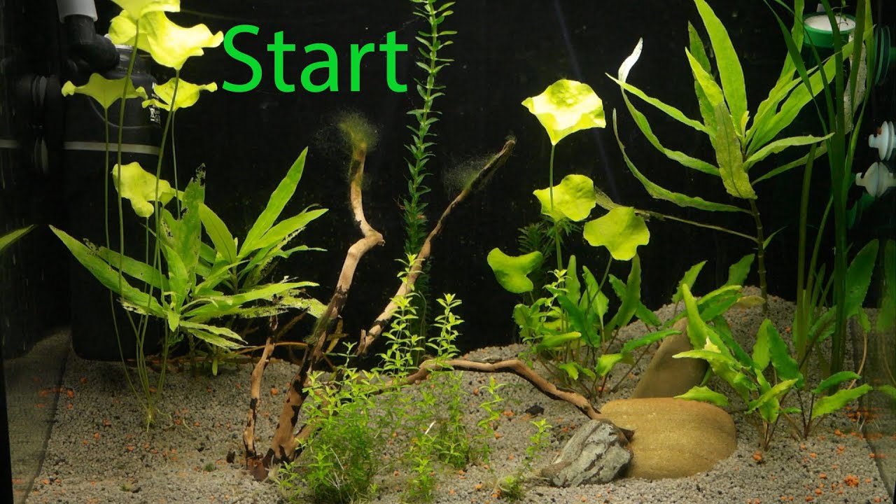 Запуск аквариума. Перезапуск аквариума 45 литров.