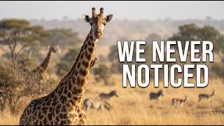 The Giraffe You Know Doesn't Exist | We Were Wrong for 200 Years | 4K Wildlife Documentary