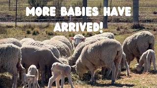 NEW LIFE ON THE FARM 🐑 Our Rejected Lamb Update + Big Changes Ahead