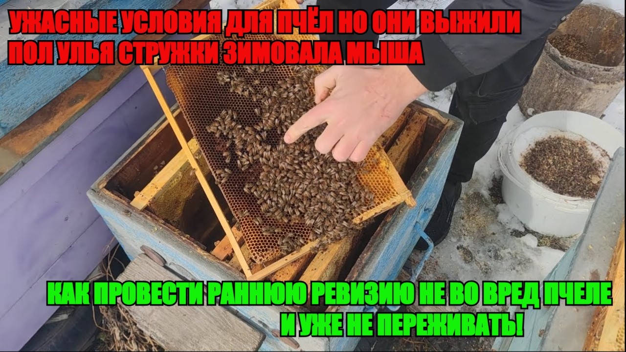 ПОЛ УЛЬЯ СТРУЖКИ МЫША ВСЮ ЗИМУ БЫЛА В УЛЬЕ натворила дел ПЧЁЛЫ ЖИВЫ делаю РАННЕЮ РЕВИЗИЮ ❄️🐝🐝
