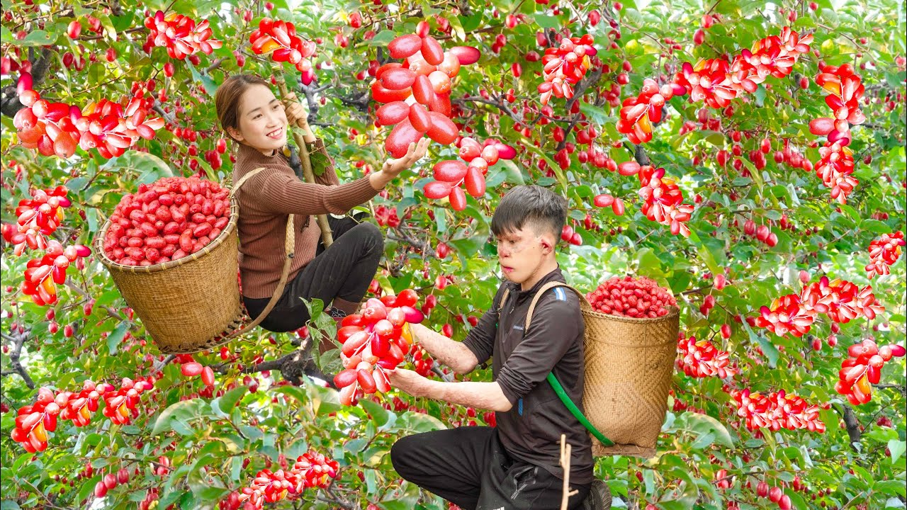 Harvesting Bastard Oleaster Fruit can be used as medicine Goes to the