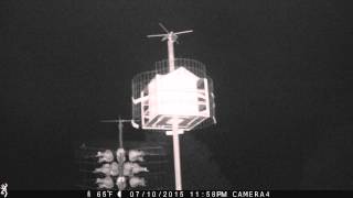 Great Horned Owl and Purple Martin Housing @nikkismom857