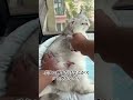 [Giipet] 一回梳いただけで、この量やばくない？#fyp #猫好きさんと繋がりたい #猫のいる暮らし #猫 #foryou #猫のいる生活 #かわいい #giipet #猫好き