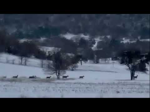 Pazaryeri’nde Geyik Sürüsü Görüntülendi