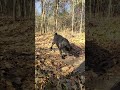 🐾 Boris the Animal Patrols the Forest Trail 🌲👀 #Shorts