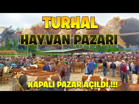 3 AYDIR KAPALI OLAN HAYVAN PAZARI AÇILDI  | TOKAT ''TURHAL'' Hayvan Pazarı !!