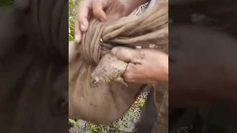 Catching frogs in Viet Nam, #shorts