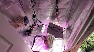 Uprawa marihuany indoor -Podstawowy sprzęt do uprawy. S1 odc.1