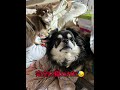 狙われたΣ(=ω=;) #shorts #ショート #チワワ #ちわわ #チワワ多頭飼い #犬のいる暮らし