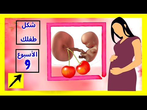 فيديو: الأسبوع التاسع من الحمل: الوصف ، حجم الجنين ، الأحاسيس