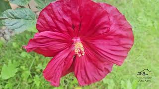 Hibiscus moscheutos 'Robert Fleming' ibišek bahenní