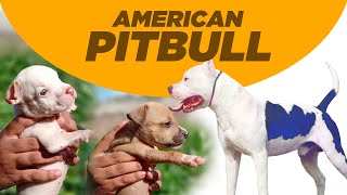 American Pitbull Puppies in India | Pitbull terrier Facts | American Pitbull Price