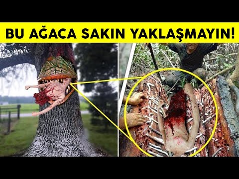 Yanlışlıkla Da Olsa Çok Yaklaşma !! - Asla Dokunmamanız Gereken En Tehlikeli Ağaçlar