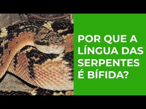 Vídeo: O que é o órgão de Jacobson em cobras?