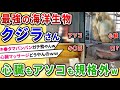 【2ch動物スレ】「クジラ」とか言うロマンの塊、心臓も口もアソコも規格外な模様ｗｗｗ【ゆっくり解説】