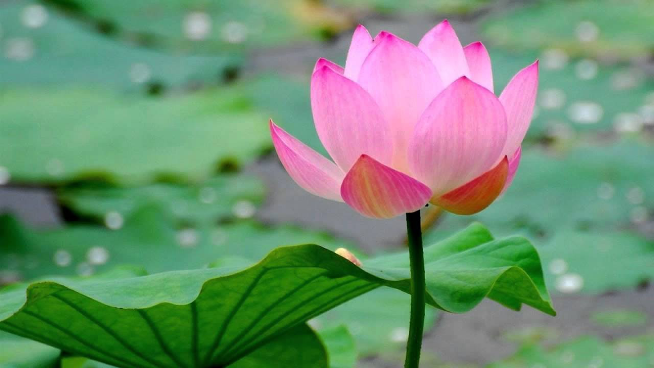 Dinka - Lotus (Soundprank Remix)