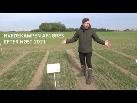 Danish Agro deltager i Hvedekampen 2020-2021